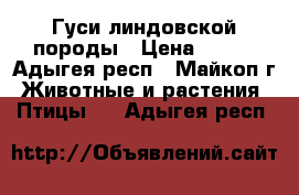 Гуси линдовской породы › Цена ­ 300 - Адыгея респ., Майкоп г. Животные и растения » Птицы   . Адыгея респ.